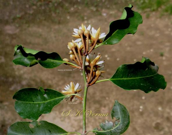  Inflorescence